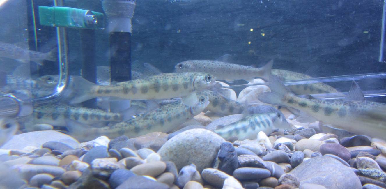 fischtreppe in betrieb 6